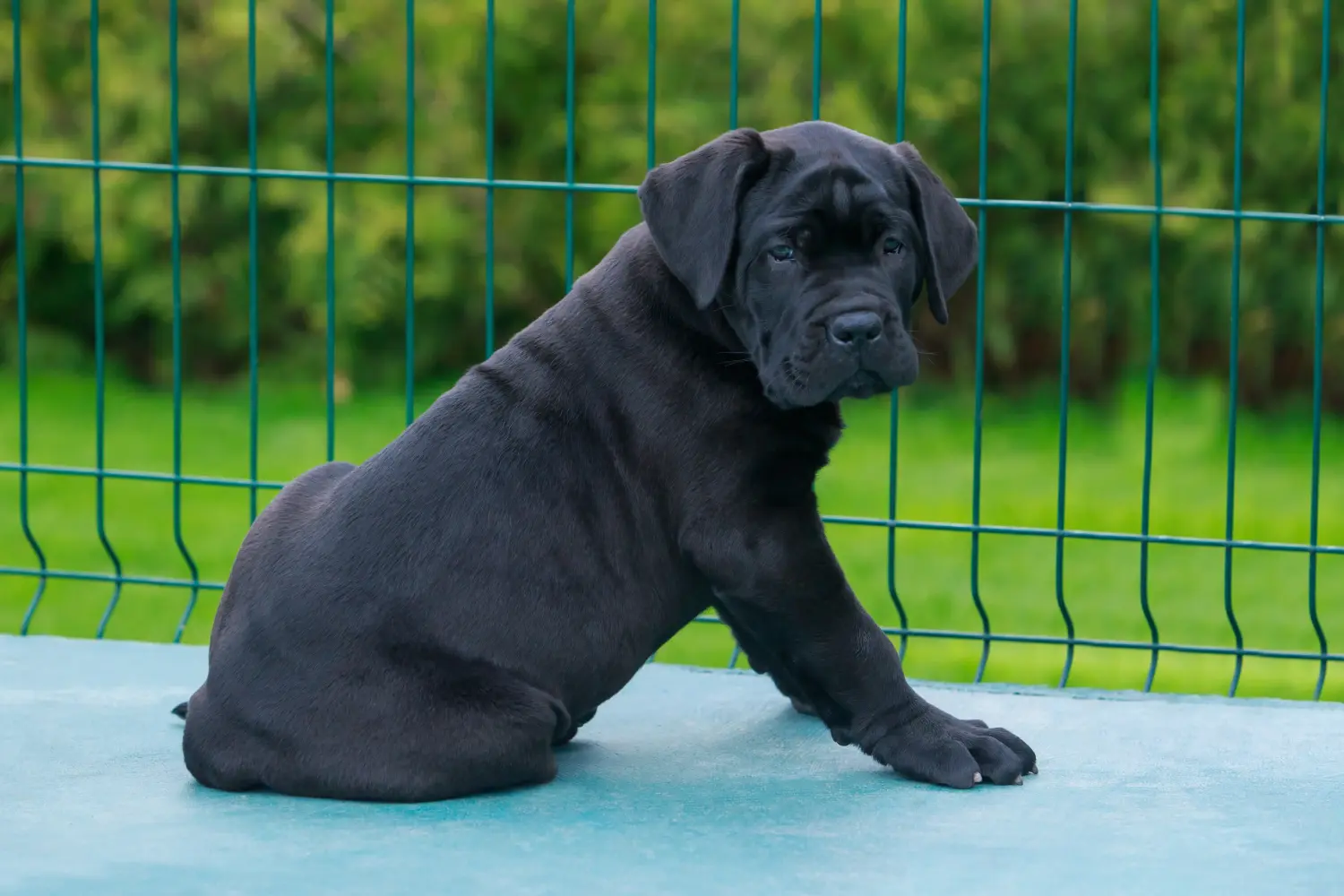 Cumpărarea unui cățel Cane Corso Italiano înseamnă asumarea responsabilității! Cumpărați cățeluși Cane Corso Italiano.