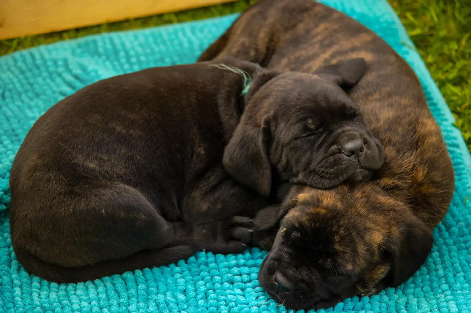 Cumpărarea unui cățel Cane Corso Italiano înseamnă asumarea responsabilității! Cumpărați cățeluși Cane Corso Italiano.