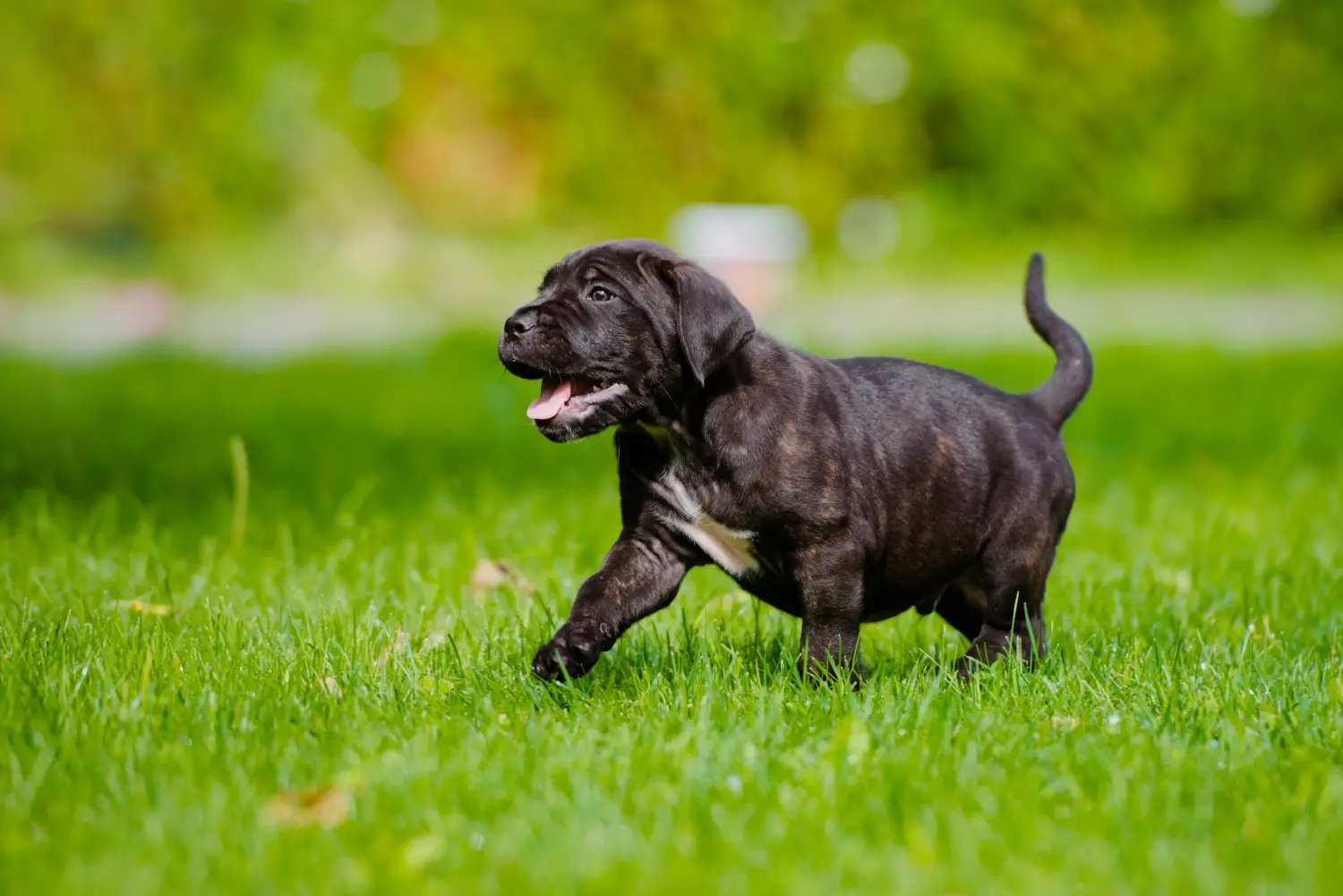 Cumpărarea unui cățel Cane Corso Italiano înseamnă asumarea responsabilității! Cumpărați cățeluși Cane Corso Italiano.