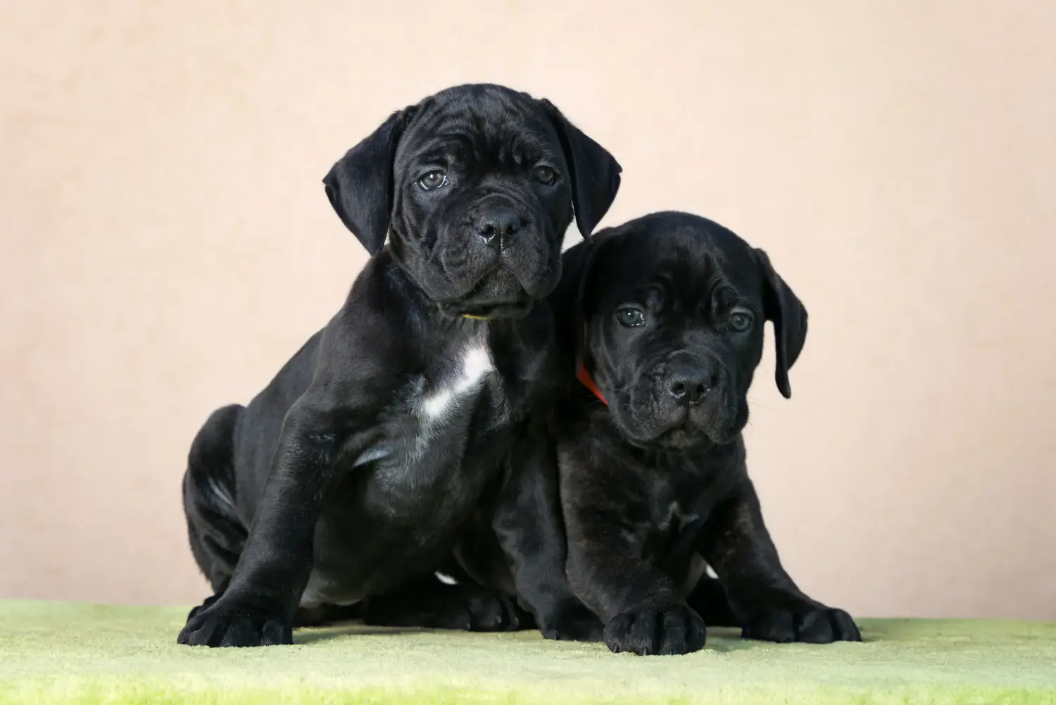 Cumpărarea unui cățel Cane Corso Italiano înseamnă asumarea responsabilității! Cumpărați cățeluși Cane Corso Italiano.