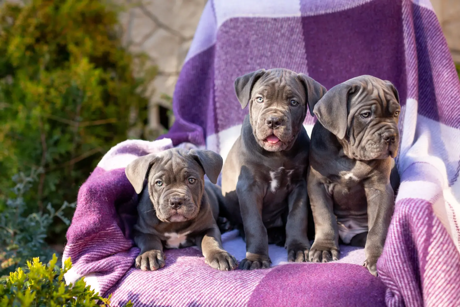 Cumpărarea unui cățel Cane Corso Italiano înseamnă asumarea responsabilității! Cumpărați cățeluși Cane Corso Italiano.