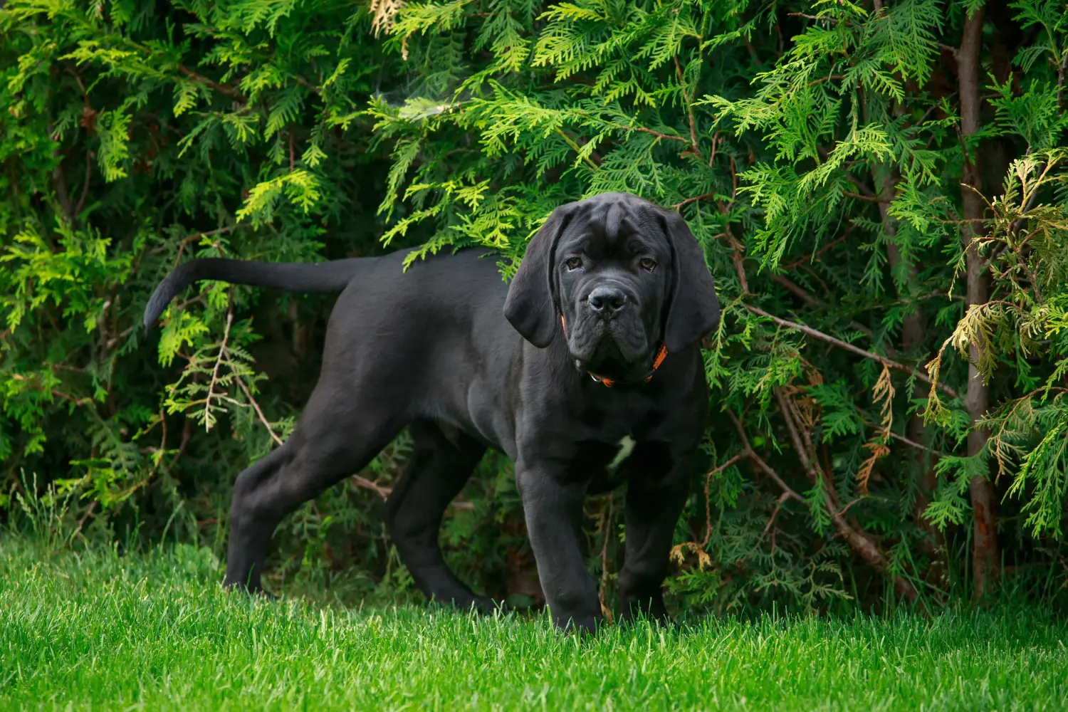Cumpărarea unui cățel Cane Corso Italiano înseamnă asumarea responsabilității! Cumpărați cățeluși Cane Corso Italiano.