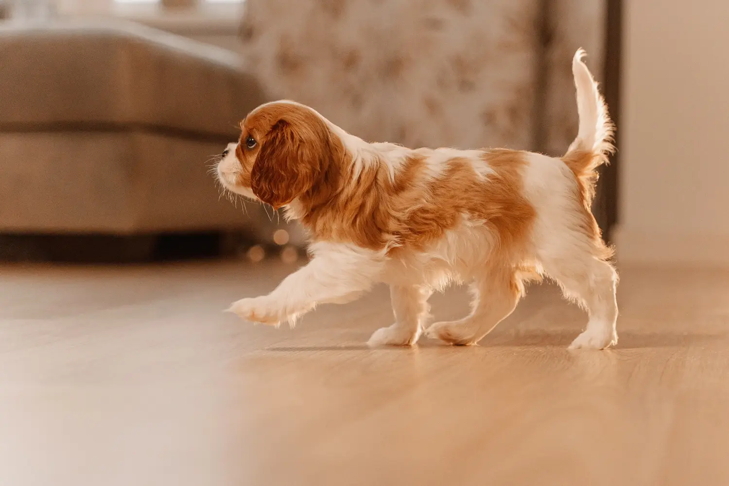 Cumpărarea unui cățeluș Cavalier King Charles Spaniel înseamnă asumarea responsabilității! Cumpărați cățeluși Cavalier King Charles Spaniel.