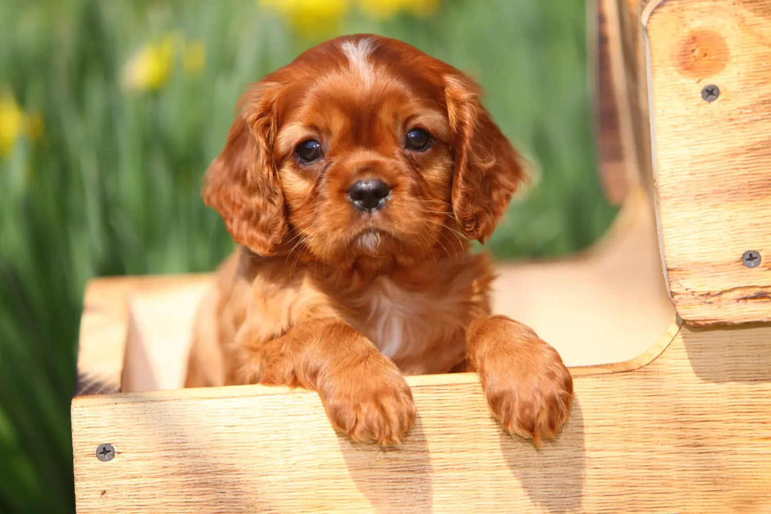 Cumpărarea unui cățeluș Cavalier King Charles Spaniel înseamnă asumarea responsabilității! Cumpărați cățeluși Cavalier King Charles Spaniel.