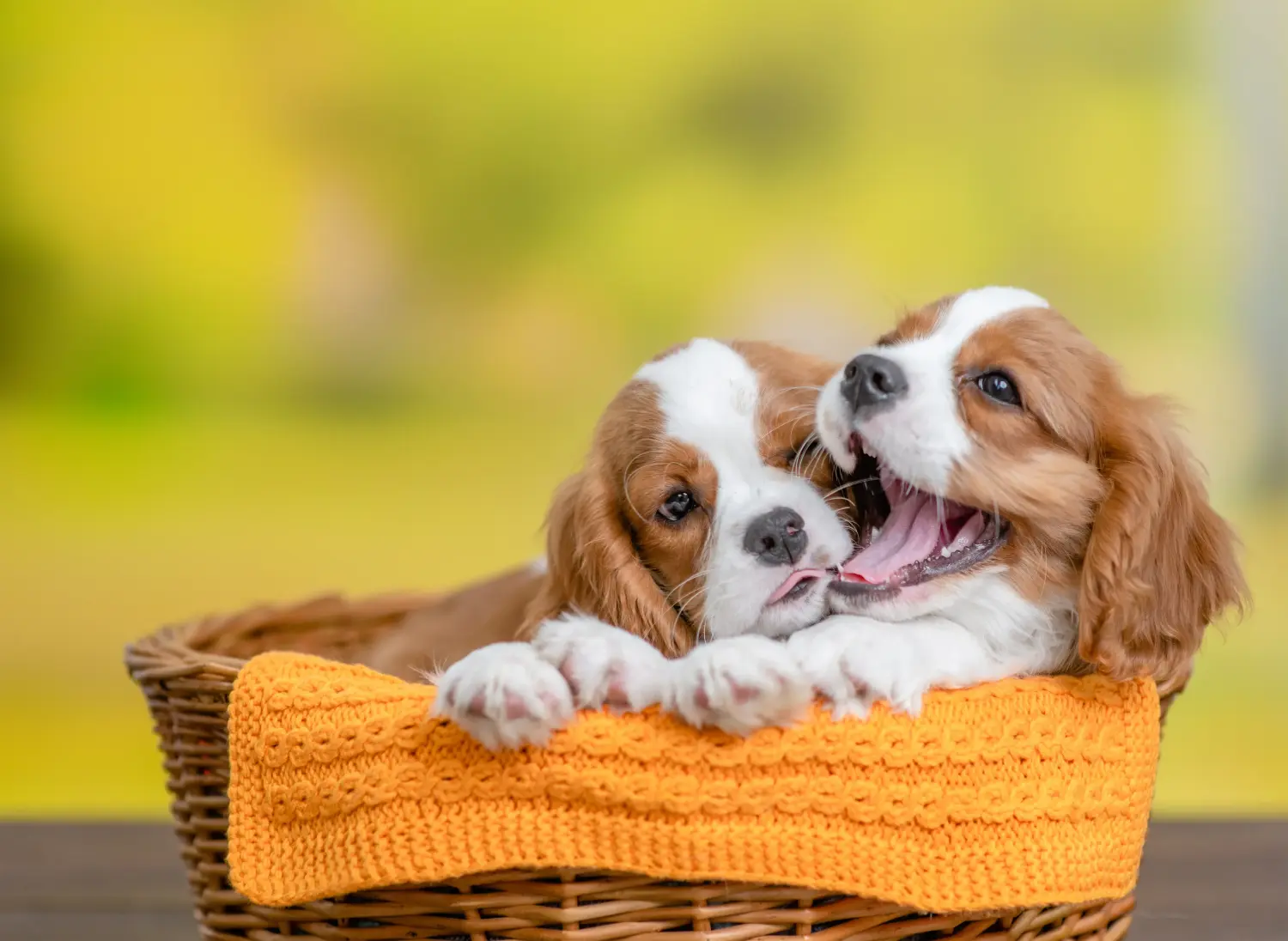 Cumpărarea unui cățeluș Cavalier King Charles Spaniel înseamnă asumarea responsabilității! Cumpărați cățeluși Cavalier King Charles Spaniel.
