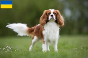 Read more about the article Cavalier King Charles Spaniel crescători și căței în Ucraina