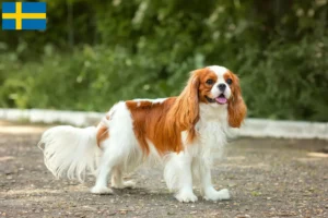 Read more about the article Cavalier King Charles Spaniel crescători și căței în Suedia