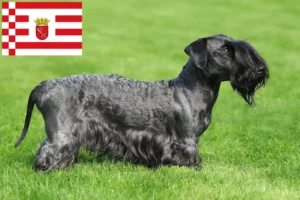 Read more about the article Czech Terrier crescător și căței în Bremen