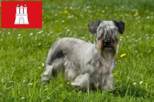 Read more about the article Czech Terrier crescător și căței în Hamburg