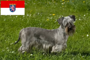 Read more about the article Crescători de Terrier Ceh și căței în Hessen