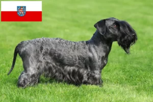 Read more about the article Czech Terrier crescător și căței în Thuringia