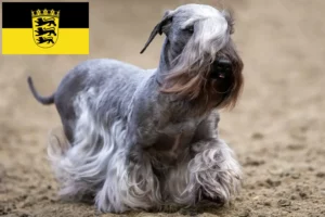 Read more about the article Crescători de Terrier ceh și căței în Baden-Württemberg