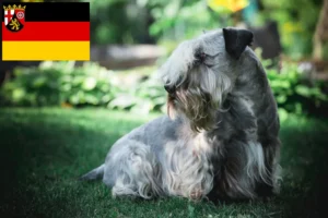 Read more about the article Crescători de Terrier ceh și căței în Renania-Palatinat