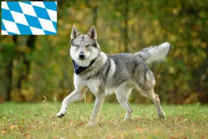 Read more about the article Crescători de câini lup cehoslovaci și căței în Bavaria