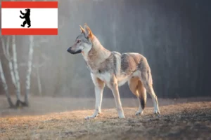 Read more about the article Crescător de câini lupi cehoslovaci și căței în Berlin