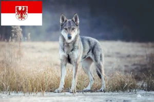 Read more about the article Crescător de câini lupi cehoslovaci și căței în Brandenburg