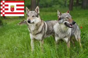 Read more about the article Cehoslovacia Wolfdog crescător și căței în Bremen
