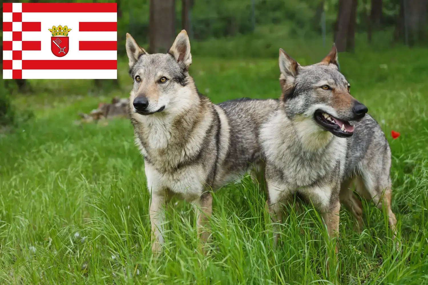 Read more about the article Cehoslovacia Wolfdog crescător și căței în Bremen