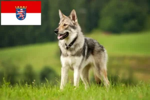 Read more about the article Crescători de câini lupi cehoslovaci și căței în Hesse