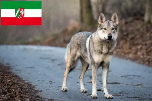 Read more about the article Crescători de câini lupi cehoslovaci și căței în Renania de Nord-Westfalia