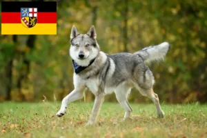 Read more about the article Cehoslovacia Wolfdog crescător și căței în Saarland