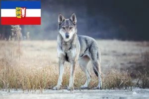 Read more about the article Crescător de câini lupi cehoslovaci și căței în Schleswig-Holstein