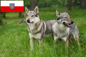Read more about the article Crescător de câini lupi cehoslovaci și căței în Thuringia