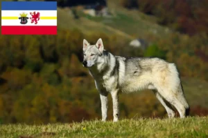 Read more about the article Crescători de câini lup cehoslovaci și căței în Mecklenburg-Vorpommern