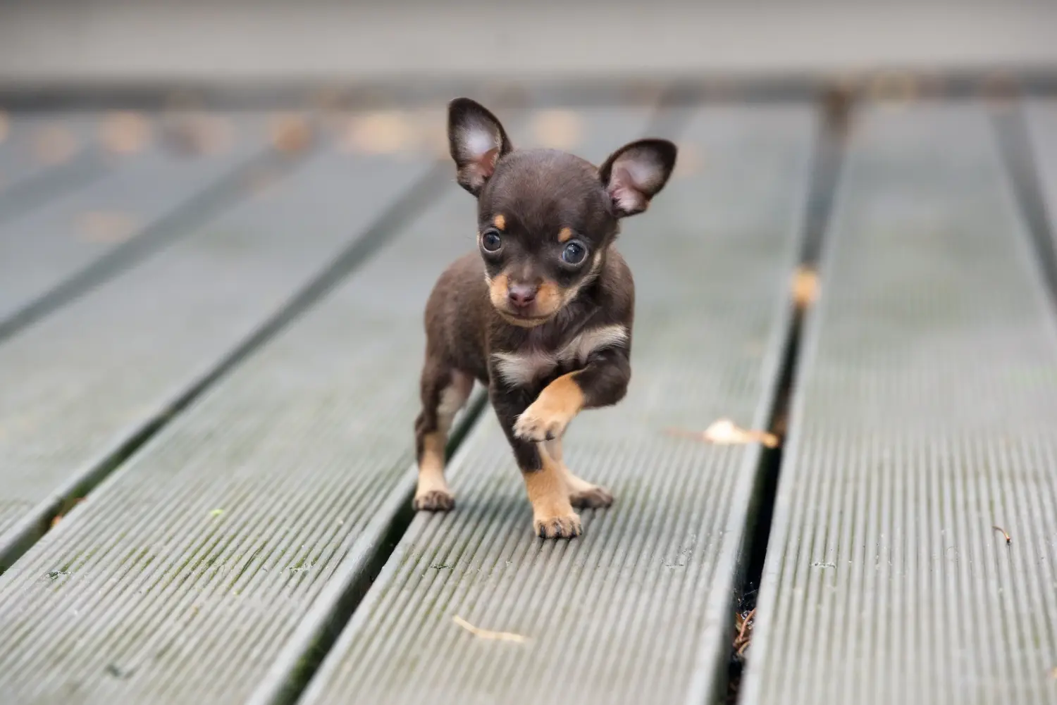 Cumpărarea unui cățel Chihuahua înseamnă asumarea responsabilității! Cumpărați cățeluși Chihuahua.