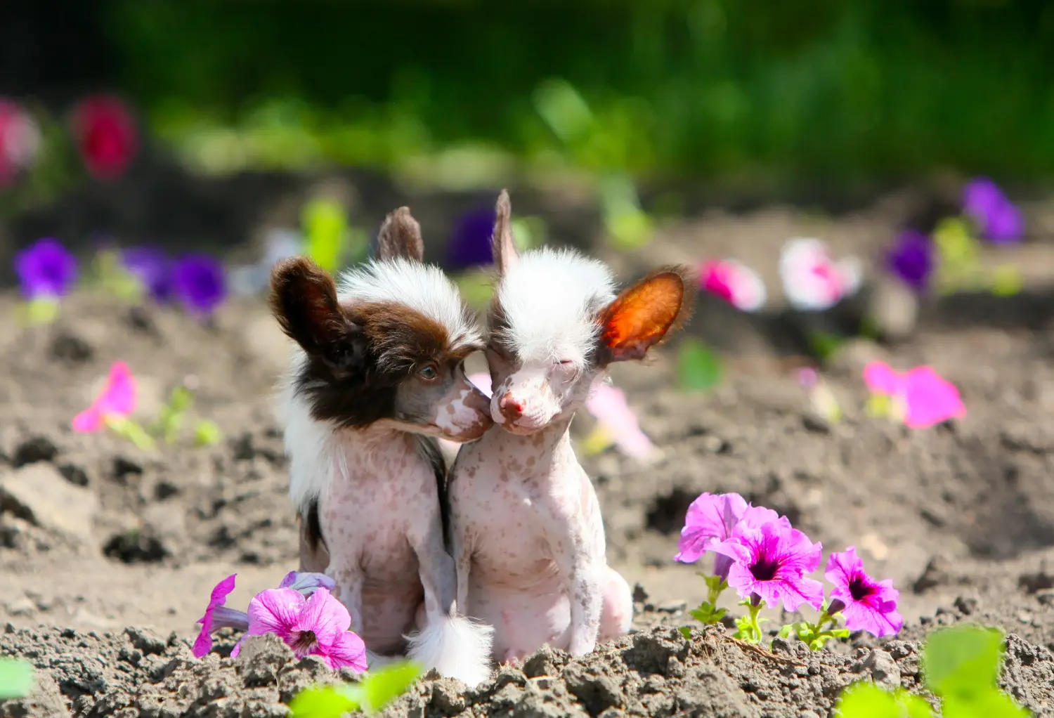 Cumpărarea unui cățeluș Chinese Crested Dog înseamnă asumarea responsabilității! Cumpărați pui de câine cu creastă chineză.