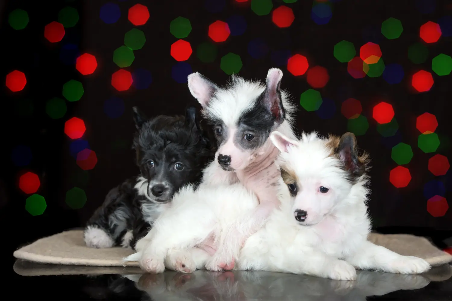 Cumpărarea unui cățeluș Chinese Crested Dog înseamnă asumarea responsabilității! Cumpărați pui de câine cu creastă chineză.