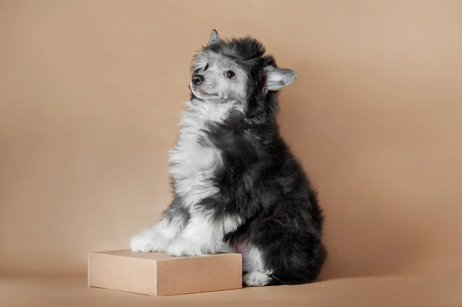 Cumpărarea unui cățeluș Chinese Crested Dog înseamnă asumarea responsabilității! Cumpărați pui de câine cu creastă chineză.