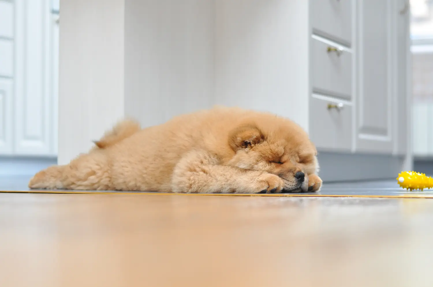 Cumpărarea unui cățel Chow Chow înseamnă asumarea responsabilității! Cumpărați cățeluși Chow Chow.