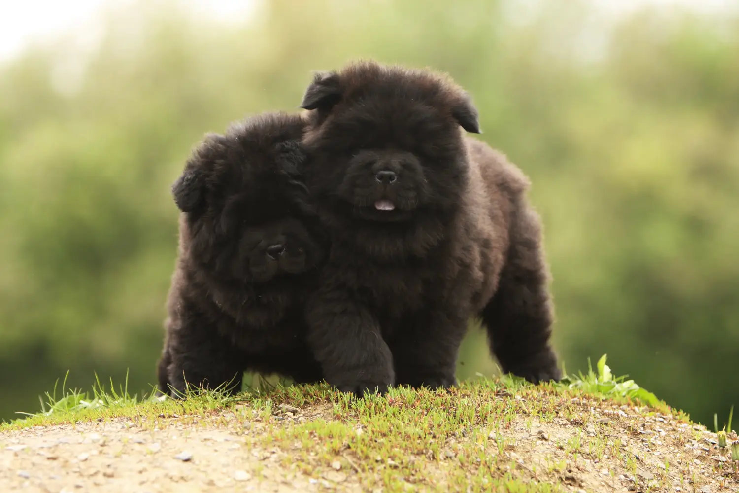 Cumpărarea unui cățel Chow Chow înseamnă asumarea responsabilității! Cumpărați cățeluși Chow Chow.