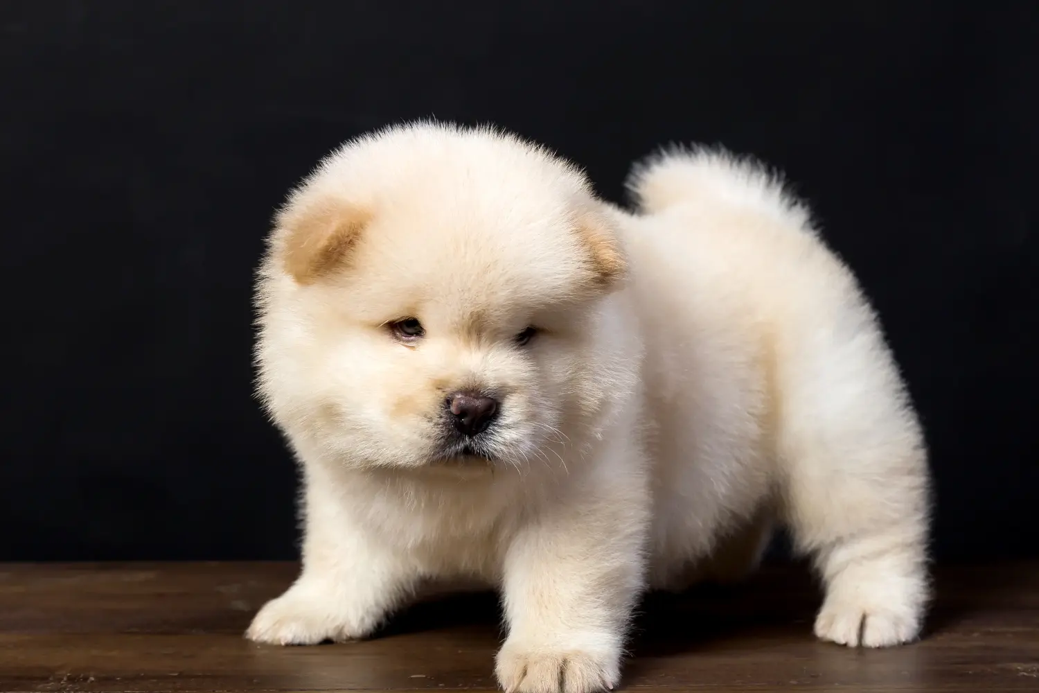 Cumpărarea unui cățel Chow Chow înseamnă asumarea responsabilității! Cumpărați cățeluși Chow Chow.