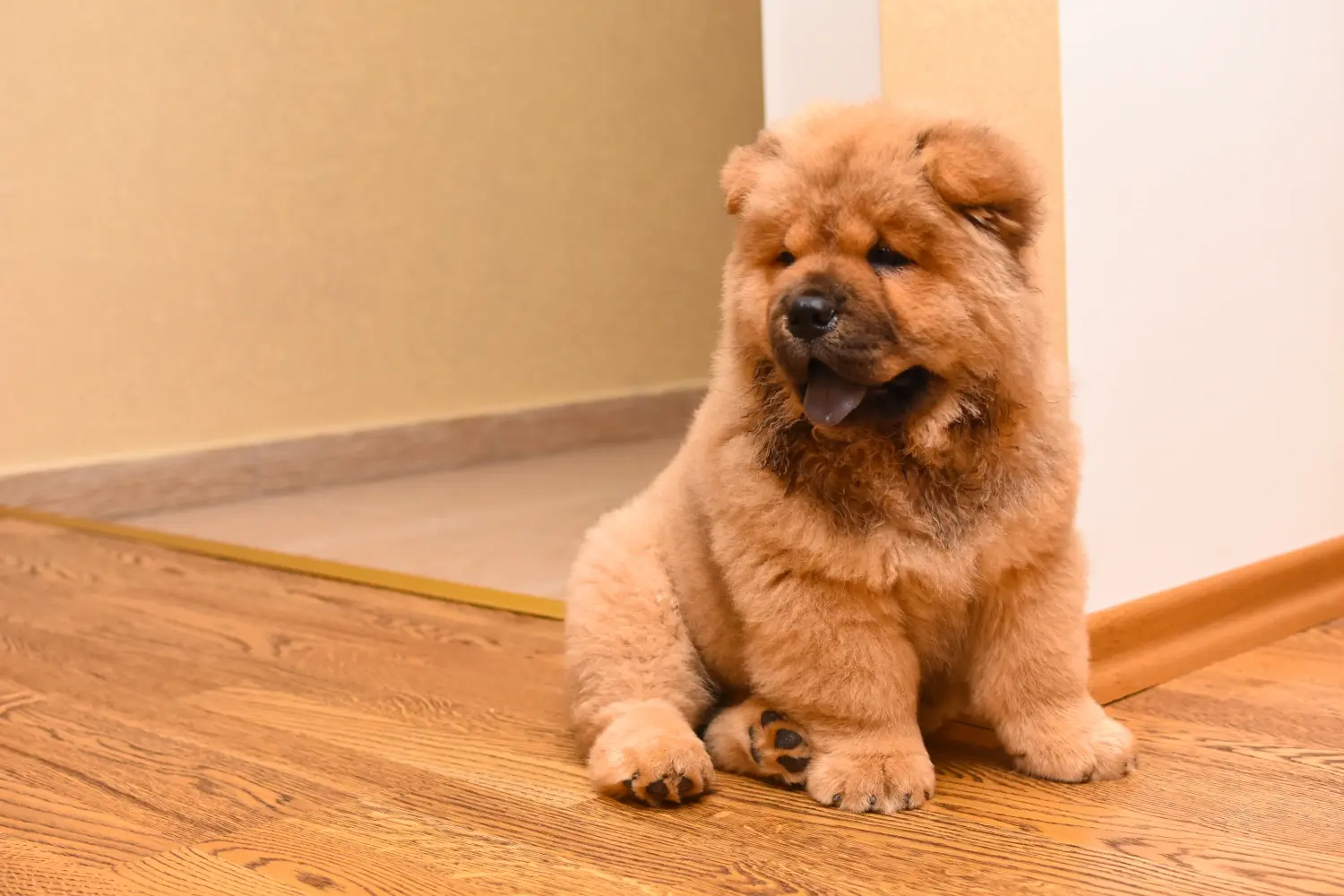 Cumpărarea unui cățel Chow Chow înseamnă asumarea responsabilității! Cumpărați cățeluși Chow Chow.