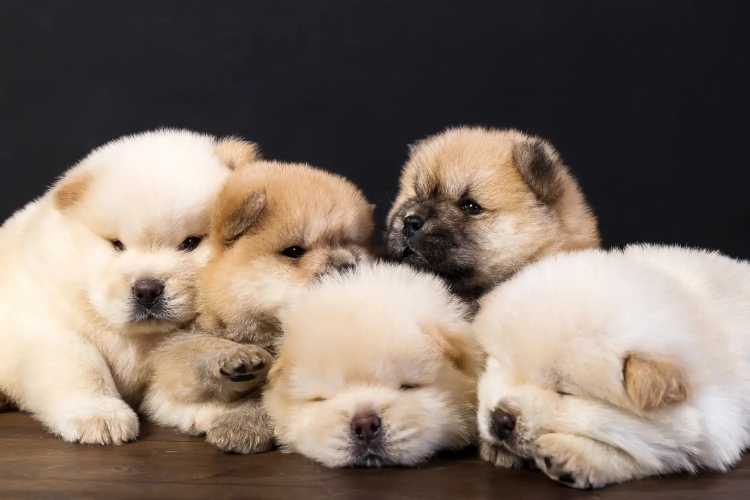 Cumpărarea unui cățel Chow Chow înseamnă asumarea responsabilității! Cumpărați cățeluși Chow Chow.