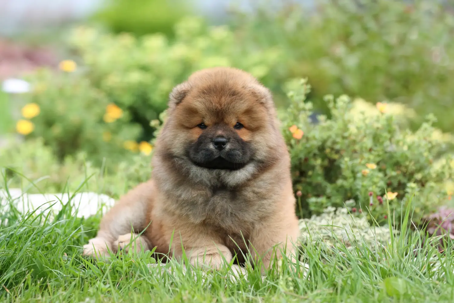 Cumpărarea unui cățel Chow Chow înseamnă asumarea responsabilității! Cumpărați cățeluși Chow Chow.
