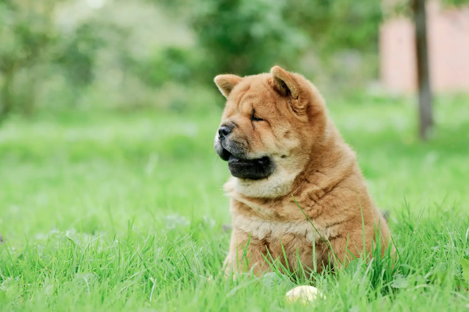 Cumpărarea unui cățel Chow Chow înseamnă asumarea responsabilității! Cumpărați cățeluși Chow Chow.