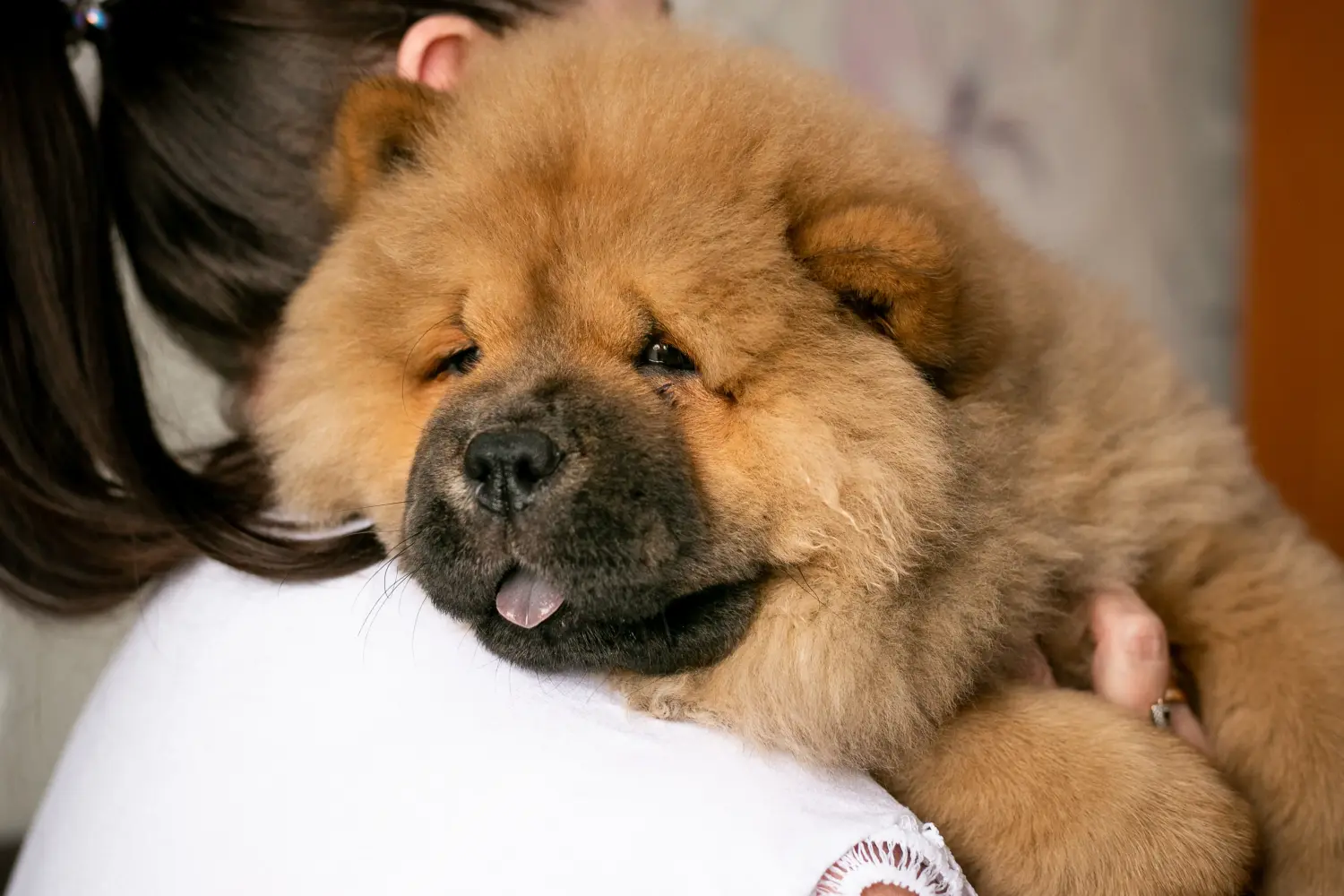 Cumpărarea unui cățel Chow Chow înseamnă asumarea responsabilității! Cumpărați cățeluși Chow Chow.