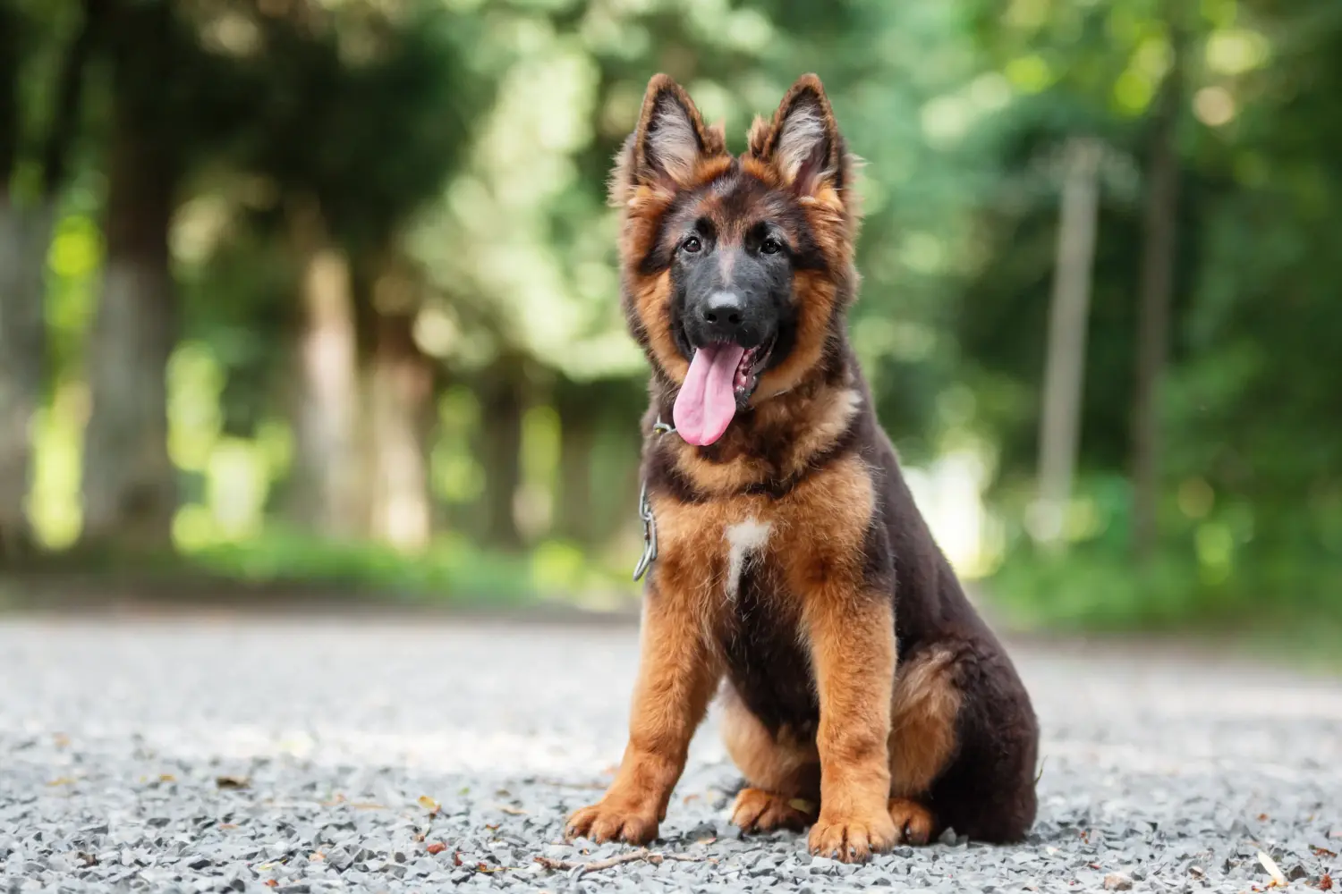 Cumpărarea unui cățel ciobănesc german înseamnă asumarea responsabilității! Cumpărați căței ciobănesc german.