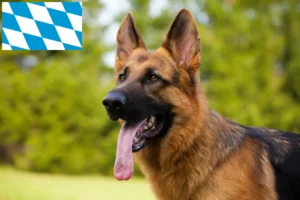 Read more about the article Crescători de câini ciobănești și căței în Bavaria