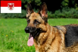 Read more about the article Crescători de câini ciobănești și căței în Brandenburg