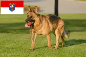 Read more about the article Crescători de câini ciobănești și căței în Hessen