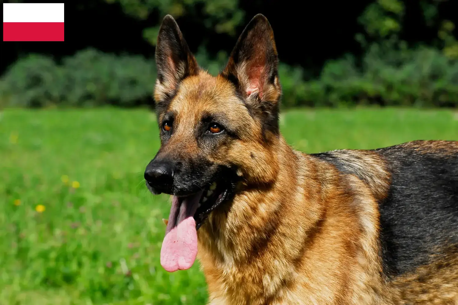 Sheepdog căței și crescători Polonia Aici puteți găsi crescători de câini ciobănesc german din Polonia.