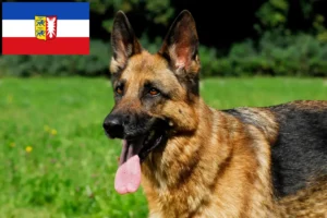 Read more about the article Crescători de câini ciobănești și căței în Schleswig-Holstein