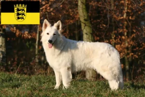 Read more about the article Alb Ciobănesc Elvețian Alb crescători și căței în Baden-Württemberg