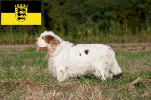 Read more about the article Clumber Spaniel crescători și căței în Baden-Württemberg