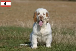 Read more about the article Clumber Spaniel crescători și căței în Berlin