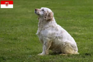 Read more about the article Clumber Spaniel crescători și căței în Brandenburg